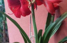 Mirante da Vila Casa para temporada - Foto 10