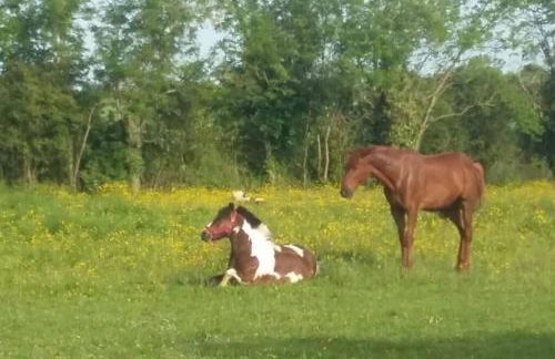 L'atelier, dépendance de charme, Ste Mère Église - Foto 15