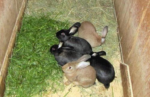 Ferienwohnungen Peterbartl-Hof - Foto 15