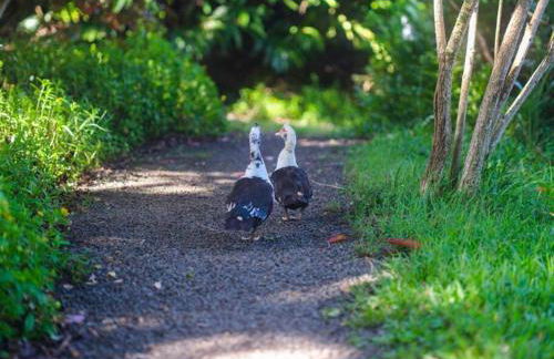 Waterfall House with Ocean Views in Haiku, Maui - Photo 45
