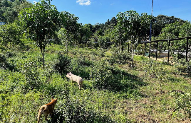 Nguyen Shack Retreat - Foto 67