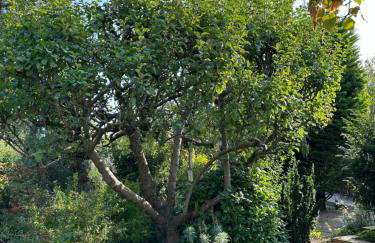 Apple-tree lodge - Foto 32