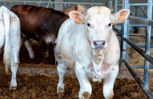 Mas Serrat de la Teia - Foto 47