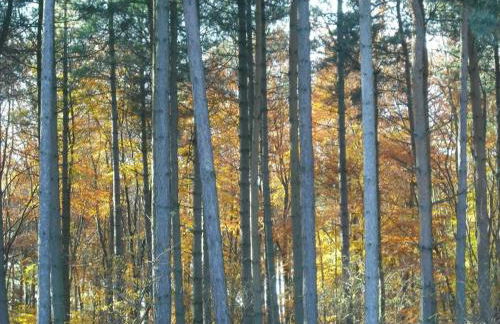 Deerdale Lodge - Foto 22