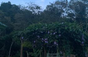 Chácara Recanto da Paz - Photo 78