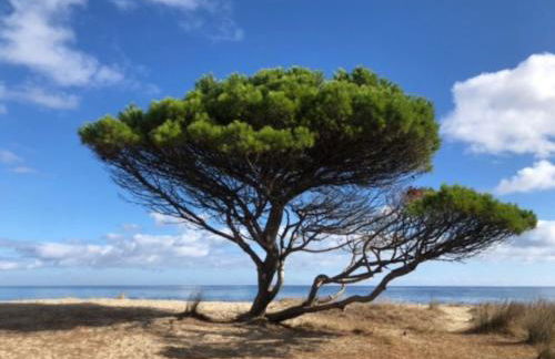 Under the Lemon Tree - Foto 23