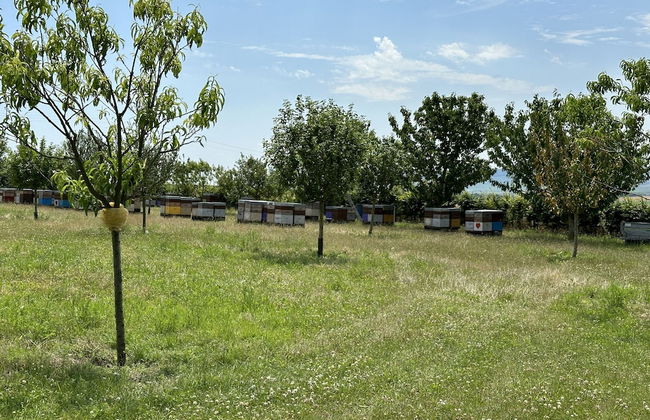 L'intemporel - Photo 38