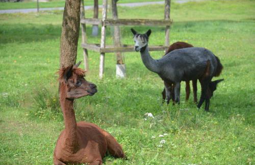 Ferienwohnungen Hof Heiderich - Foto 12