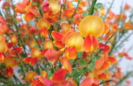 Ferienwohnung Villa Bachfischer - Foto 54