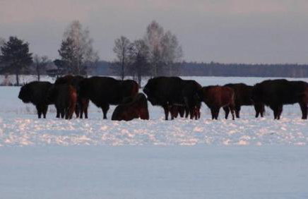 Domek Kutowa - Foto 50