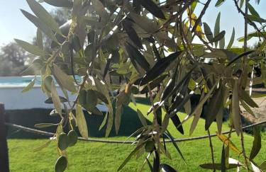 Monte do Rochinha - Foto 61