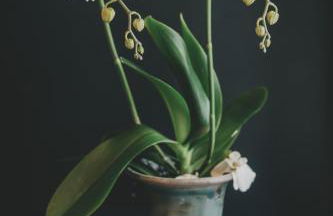 Altbauloft im Herzen Berlins - Foto 12