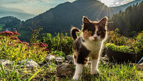 Natur Apartments Riesen - Photo 5