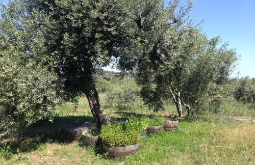 Armandiola - Foto 36