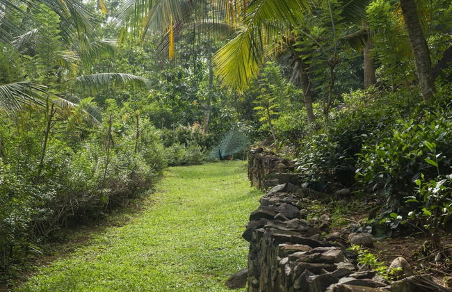 08 Acre Private Tea Estate Close To Galle - Photo 38