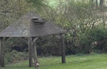 Couples Spring Break With Alpacas & Private Hot Tub in the Quaint Dorset Countryside with BBQ - Foto 6