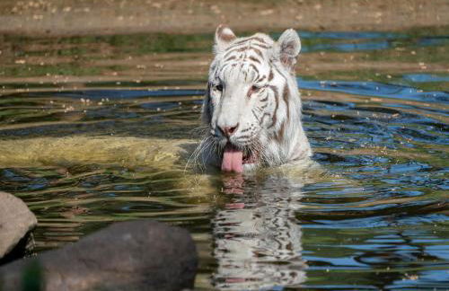 Luxuszelt im Serengeti Park - Photo 19