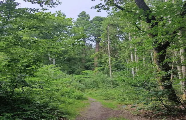 Chalet in Wendorf - Foto 17