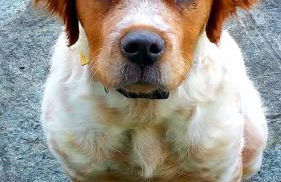 Agriturismo Monte Acuto - natura, mare & relax in piscina - Foto 26