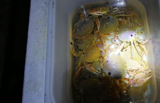 Kalimna Woods Cottages - Foto 73