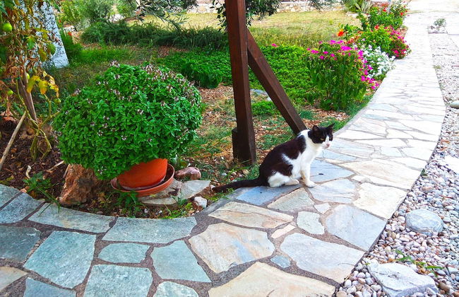 Flower Houses - Foto 40