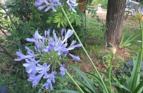 Le Temps Des Cerises. - Foto 20