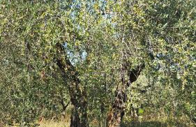 La Dimora di Sandra Montefalco, appartamento tra ulivi con parcheggio - Foto 29