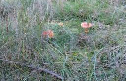 Świetna Chatka nad jeziorem - Foto 25