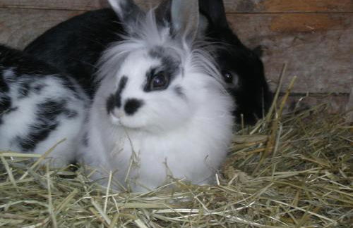 Erlebnishof Katthusen - Foto 8