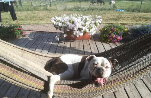 Pensjonat Przy Stajni - Foto 40