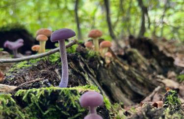 Przystanek Prawdowo - Foto 70