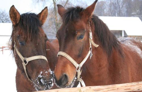 Świerkowe Rancho - Foto 9