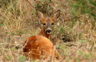 Nightjar Lodge - Adults Only - Foto 14