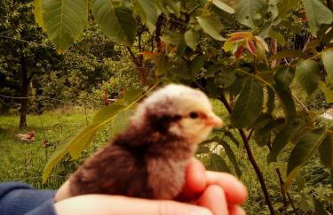 Agroturystyka u Babci - Photo 24