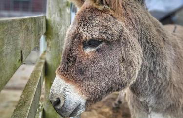 The Shire Luxury Converted Horse Lorry with private hot tub Cyfie Farm - Foto 18