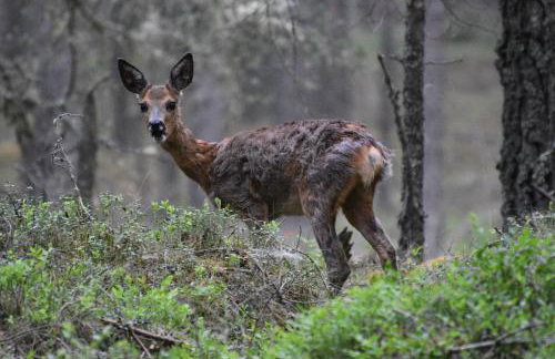 Bynack Lodge - Foto 44