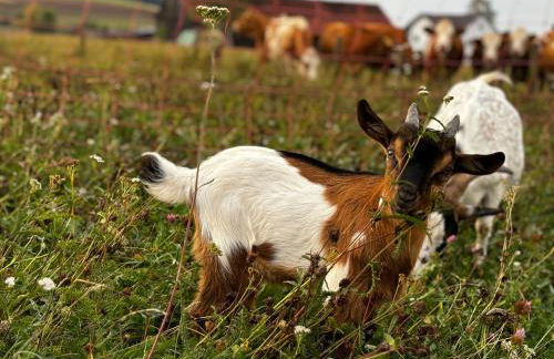 Ferienwohnung Peters - Photo 61