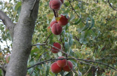 Ferienwohnung Mohnblume - Photo 19