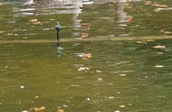 maison au calme avec piscine - Foto 35