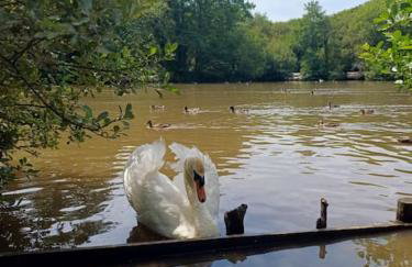 The Conifers 3 Room Small but Stylish Self Catering Bedsit Flat in Nature Reserve Free Eden taxi b4 9pm no lounge - Photo 25