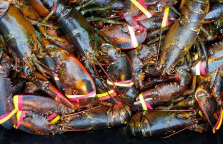 Back of the Moon Lakefront Camp family watersports fire pit 1 dog beach sleeps 8 - Foto 29