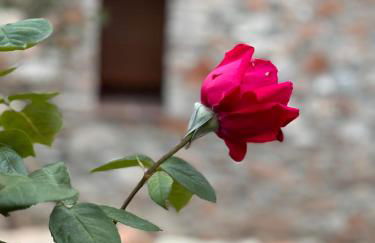 Casa de La Serra - Foto 31