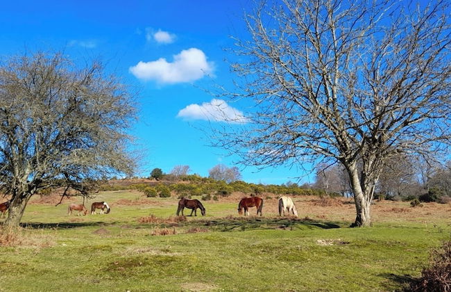 Forest Palms - Foto 29