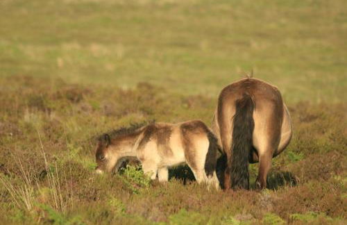 Chapel Cottage Exford - Photo 26