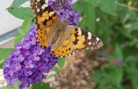 Ferienwohnung Wildgatter - Photo 39