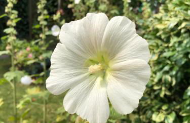 Ferienhaus Königskirsche - Foto 35