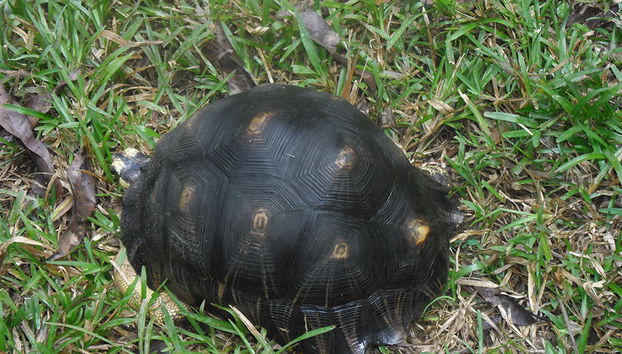 Recorrido por la Ciudad y Lemurua Land - Foto 4