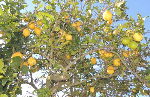 Johanna’s house - Foto 26