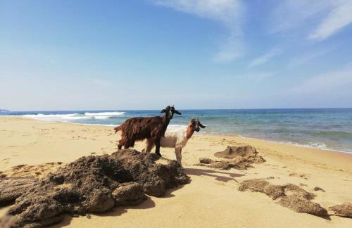 Sa Paxi Arbus - Foto 57