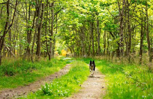 Wynstone Cottage, Speyside - Foto 16